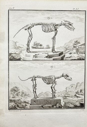 Antique Engraving - Buffon - Anatomy, Skeletons of Animal - Natural History - E2