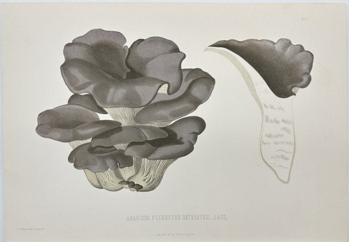 Old Lithograph, Mushroom - Elias Fries - Pleurotus Ostreatus, Oyster Fungus - E2