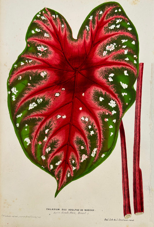 Antique Print - Charles Lemaire - Plant Caladium Duc Adolphe De Nassau - F5