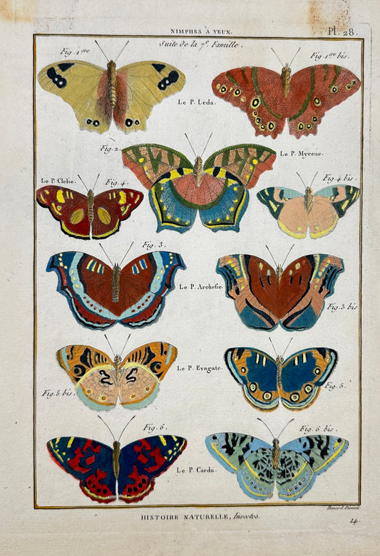 Antique Print - Robert Benard - Butterflies - Leda - Mycene - Clehe - Cardu F5