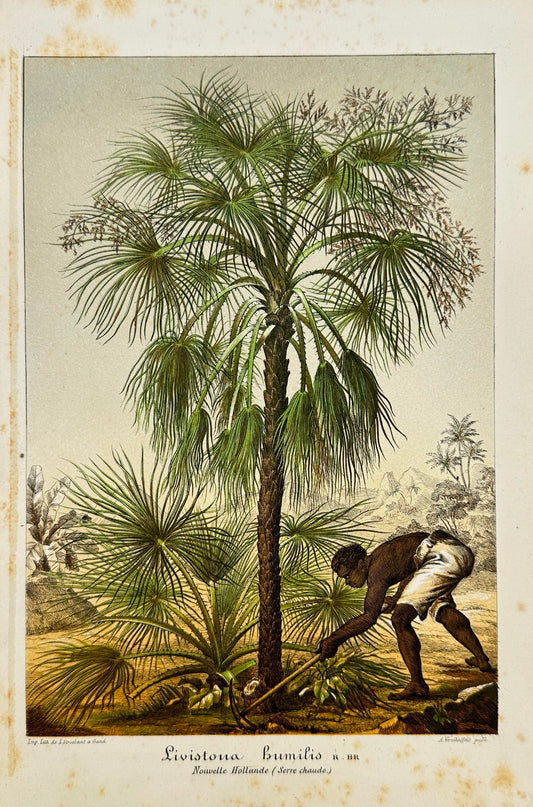 Antique Print - Charles Lemaire - Liviston Palm Tree - Kind Livistona Bumilis F5