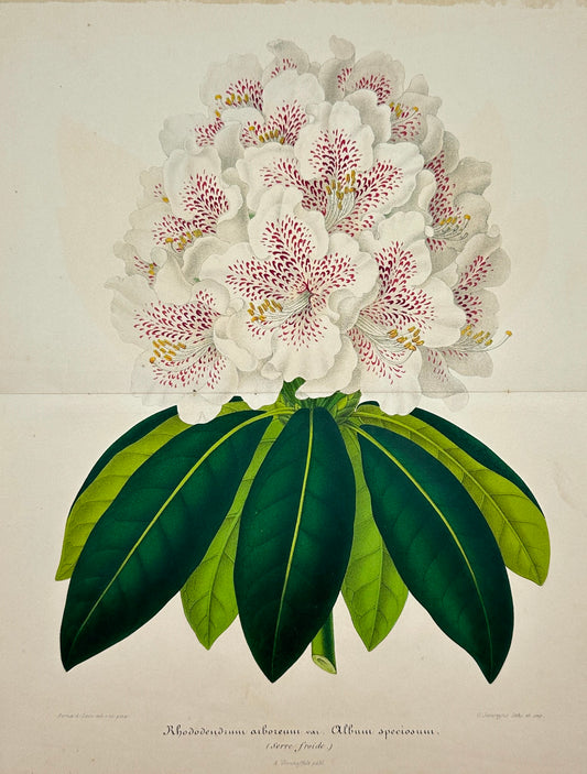 Antique Print - Charles Lemaire - Flowering Plant Rhododendron Arboreal - F5