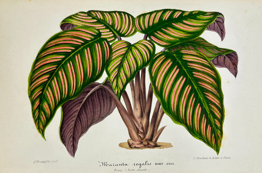 Antique Print - Charles Lemaire - Maranta Leaf Bush - Kind Maranta Regalis F5