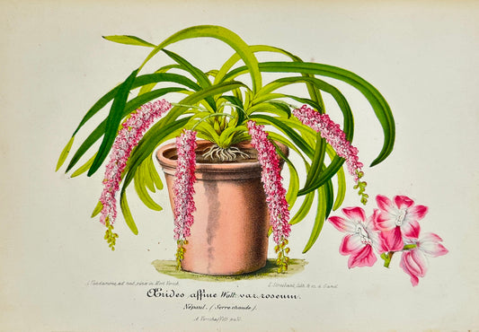 Antique Print - Charles Lemaire - Aeridinae of the Orchid - Aerides Affine F5