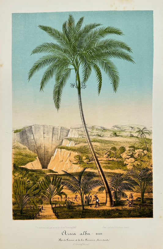 Antique Print - Charles Lemaire - Palm tree Dictyosperma - Kind Areca alba F5