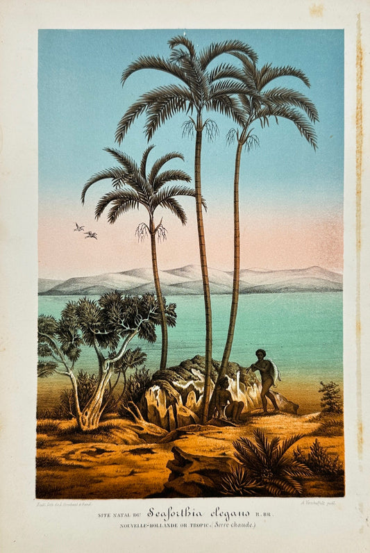 Antique Print - Charles Lemaire - Roystonea or Royal Palm - Seafortbia F5