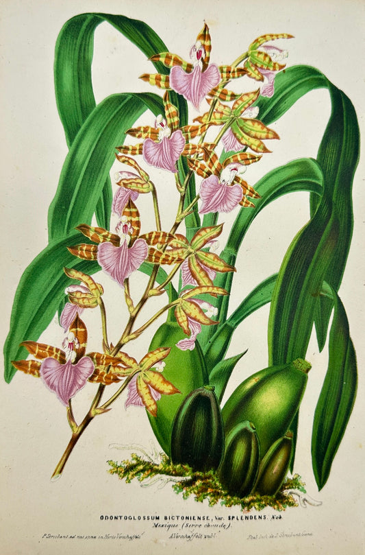 Antique Print - Charles Lemaire - Orchid Flower - Odontoglossum Bictoniense - F5