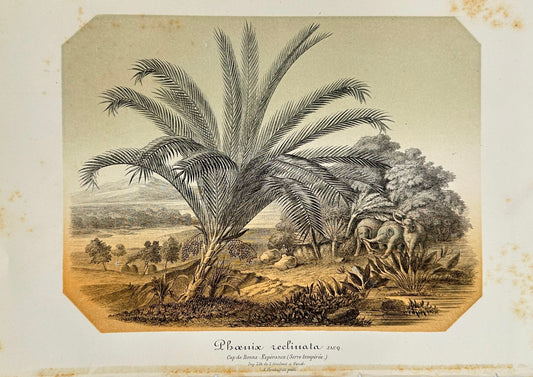 Antique Print - Charles Lemaire - Wild Date Palm - Species Phoenix Reclinata F5