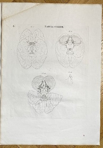 Anatomical Antique Engraving - Antonio Caldani - Human Brain - Anatomy - E2