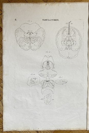 Anatomical Antique Engraving - Antonio Caldani - Brain - Human Anatomy - E2