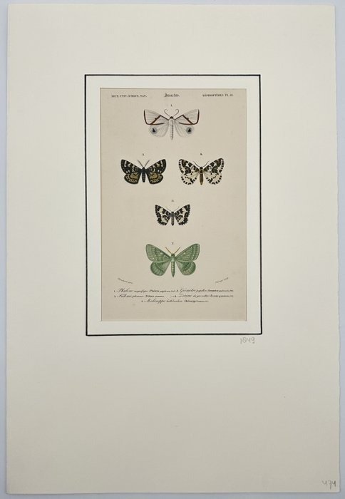 Antique Hand-colour Lithography - Butterfly - Entomology - Natural History - E2