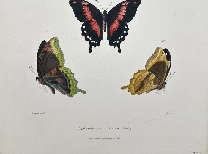 Antique Colour Lithograph - Butterfly from Madagascar - Entomology - Lebrun - E2