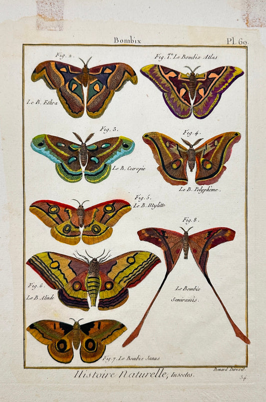 Antique Print - Robert Benard - Varieties of Butterflies of the Bombix F5