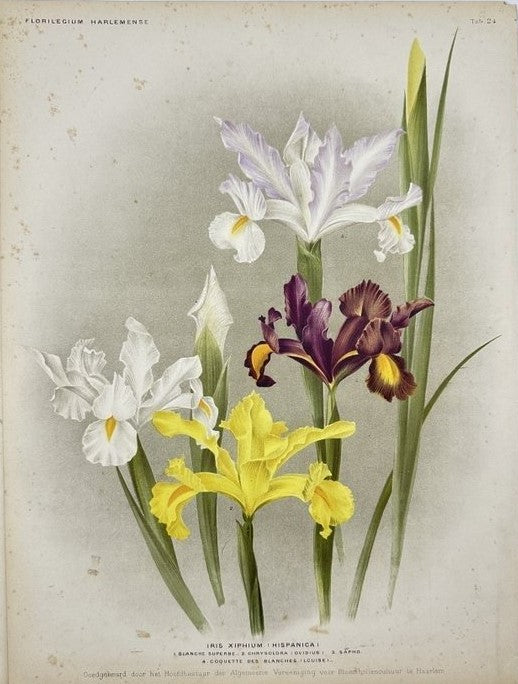 Colour Lithography - J. L. Goffart - Iris - Botanical Print - Flower - E2