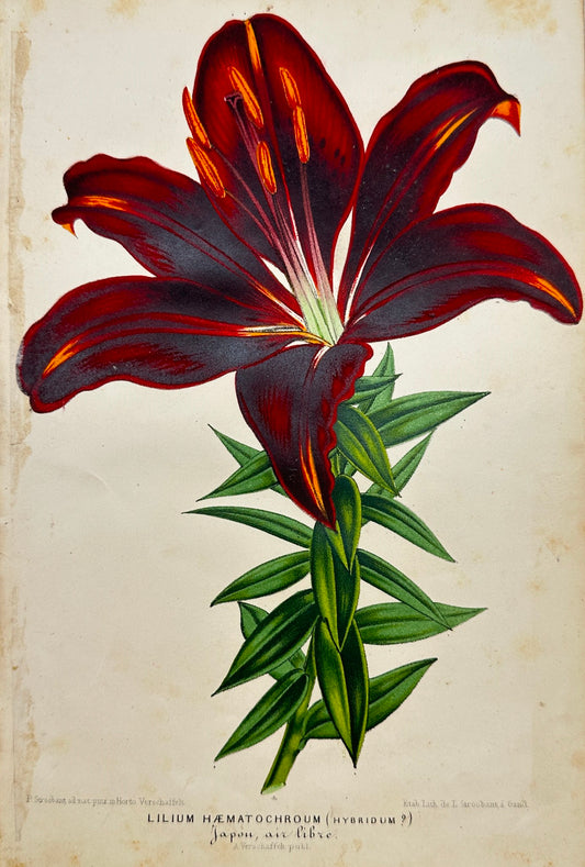 Antique Print - Charles Lemaire - Exotic Lily Flower - Lilium Haematochrom - F5