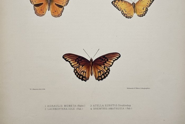 Old Lithograph - Butterfly, Entomology - Hullmandel & Walton Lithographers - E2