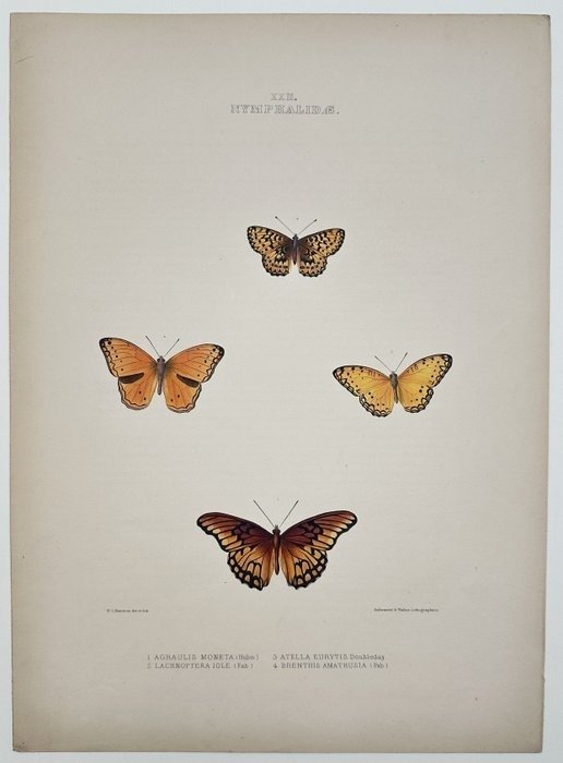 Old Lithograph - Butterfly, Entomology - Hullmandel & Walton Lithographers - E2