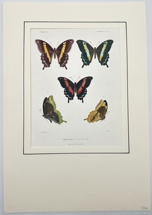 Antique Colour Lithograph - Butterfly from Madagascar - Entomology - Lebrun - E2