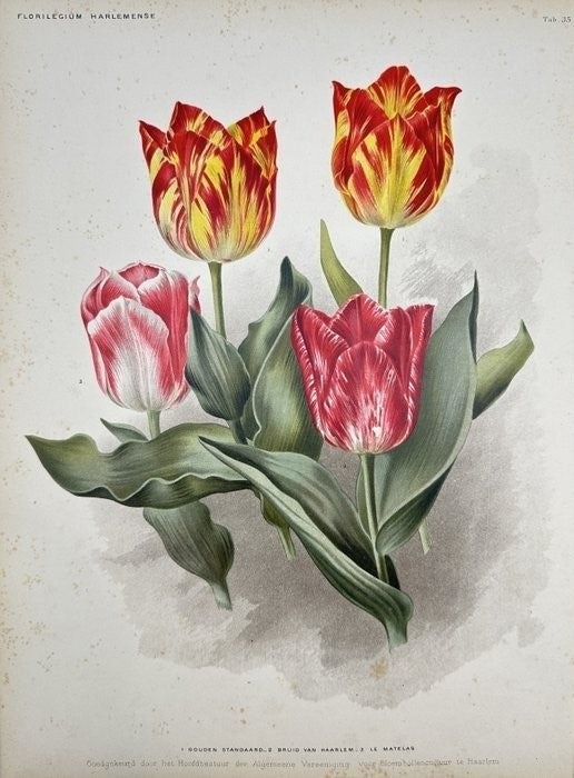 Old Lithography - J. L. Goffart - Rembrandt Tulip - Bruid van Haarlem Tulip - E2