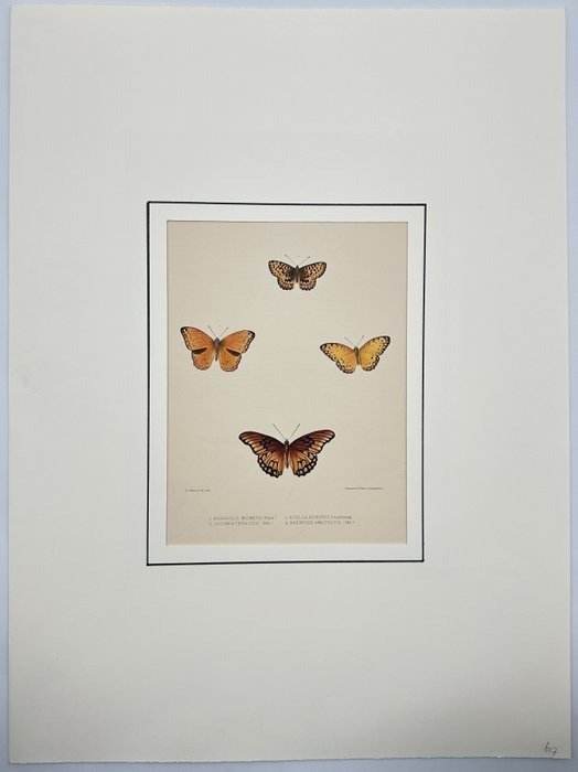 Old Lithograph - Butterfly, Entomology - Hullmandel & Walton Lithographers - E2