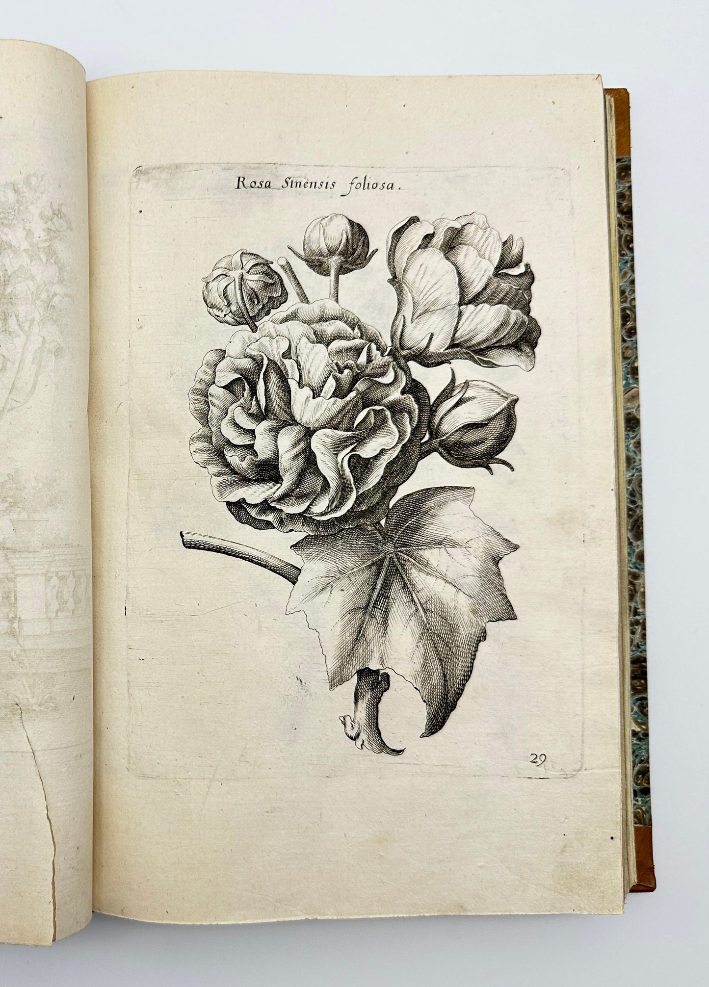 Johann Theodor de Bry and Matteus Merian - Florilegium renovatum et auctum: Das ist Vernewertes und vermehrtes Blumenbuch