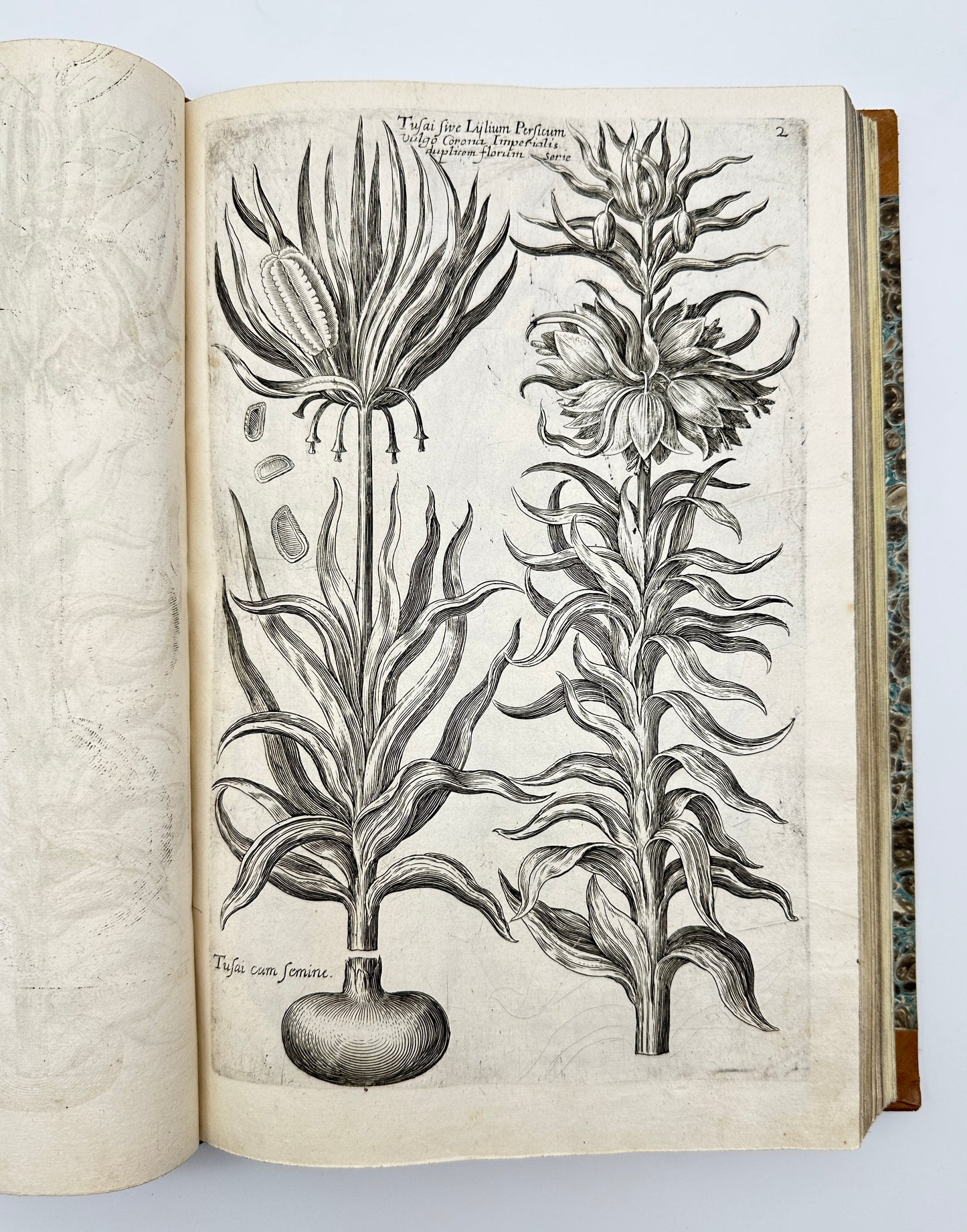 Johann Theodor de Bry and Matteus Merian - Florilegium renovatum et auctum: Das ist Vernewertes und vermehrtes Blumenbuch