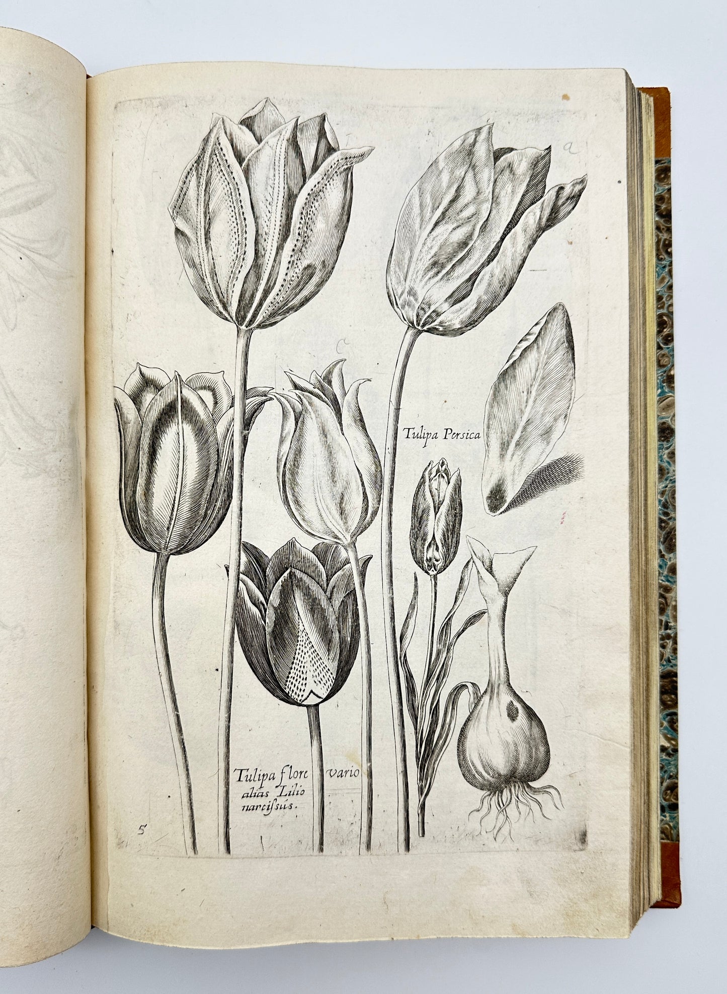 Johann Theodor de Bry and Matteus Merian - Florilegium renovatum et auctum: Das ist Vernewertes und vermehrtes Blumenbuch