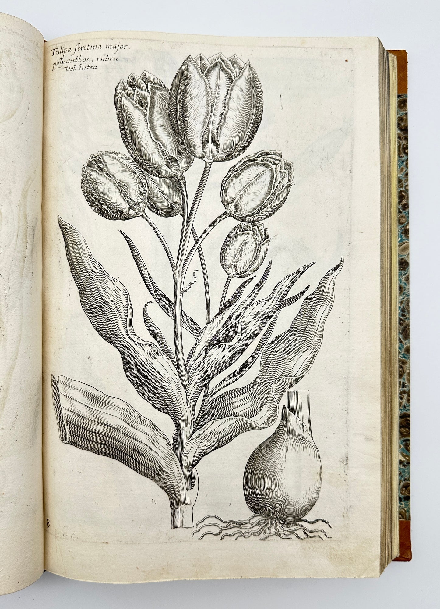 Johann Theodor de Bry and Matteus Merian - Florilegium renovatum et auctum: Das ist Vernewertes und vermehrtes Blumenbuch