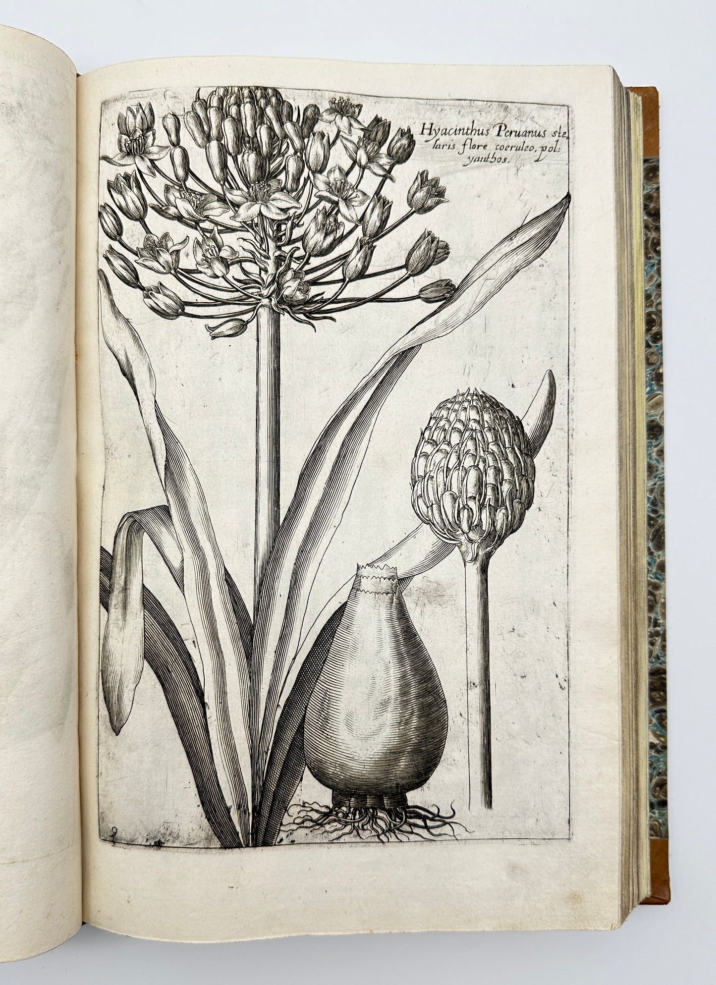 Johann Theodor de Bry and Matteus Merian - Florilegium renovatum et auctum: Das ist Vernewertes und vermehrtes Blumenbuch