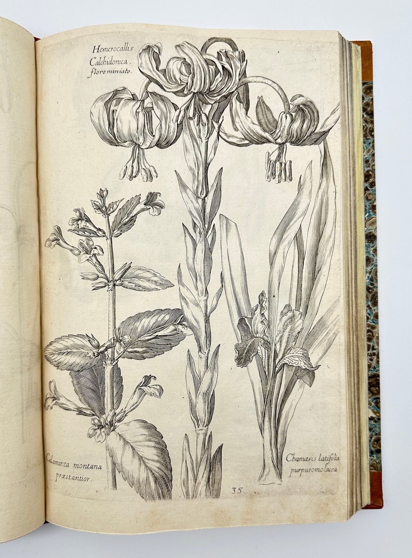 Johann Theodor de Bry and Matteus Merian - Florilegium renovatum et auctum: Das ist Vernewertes und vermehrtes Blumenbuch