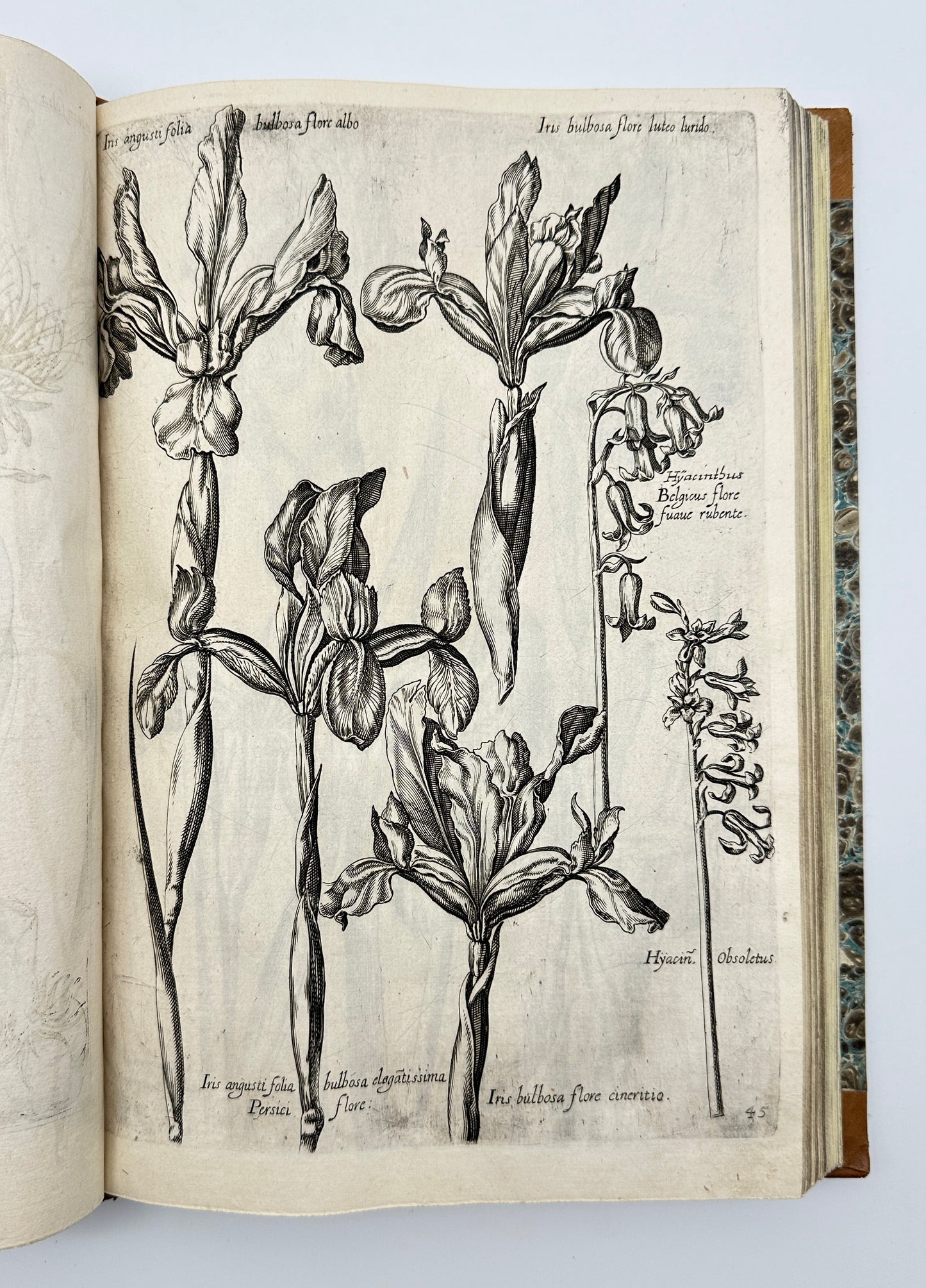 Johann Theodor de Bry and Matteus Merian - Florilegium renovatum et auctum: Das ist Vernewertes und vermehrtes Blumenbuch