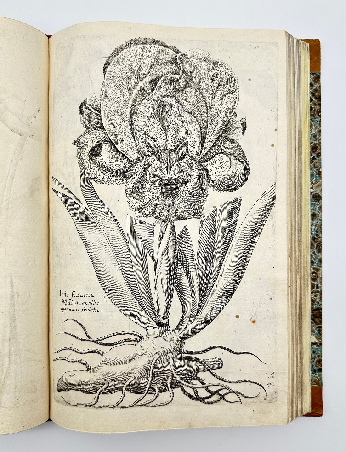 Johann Theodor de Bry and Matteus Merian - Florilegium renovatum et auctum: Das ist Vernewertes und vermehrtes Blumenbuch