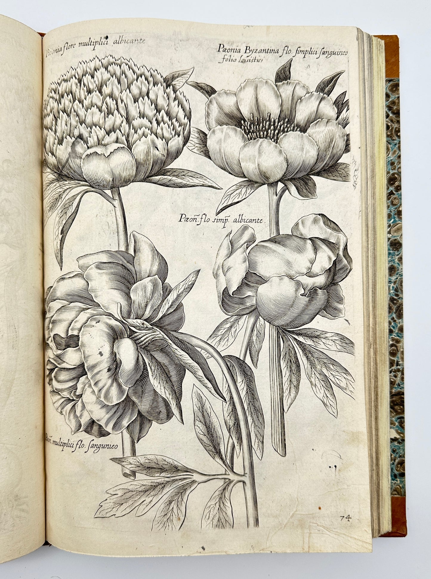 Johann Theodor de Bry and Matteus Merian - Florilegium renovatum et auctum: Das ist Vernewertes und vermehrtes Blumenbuch