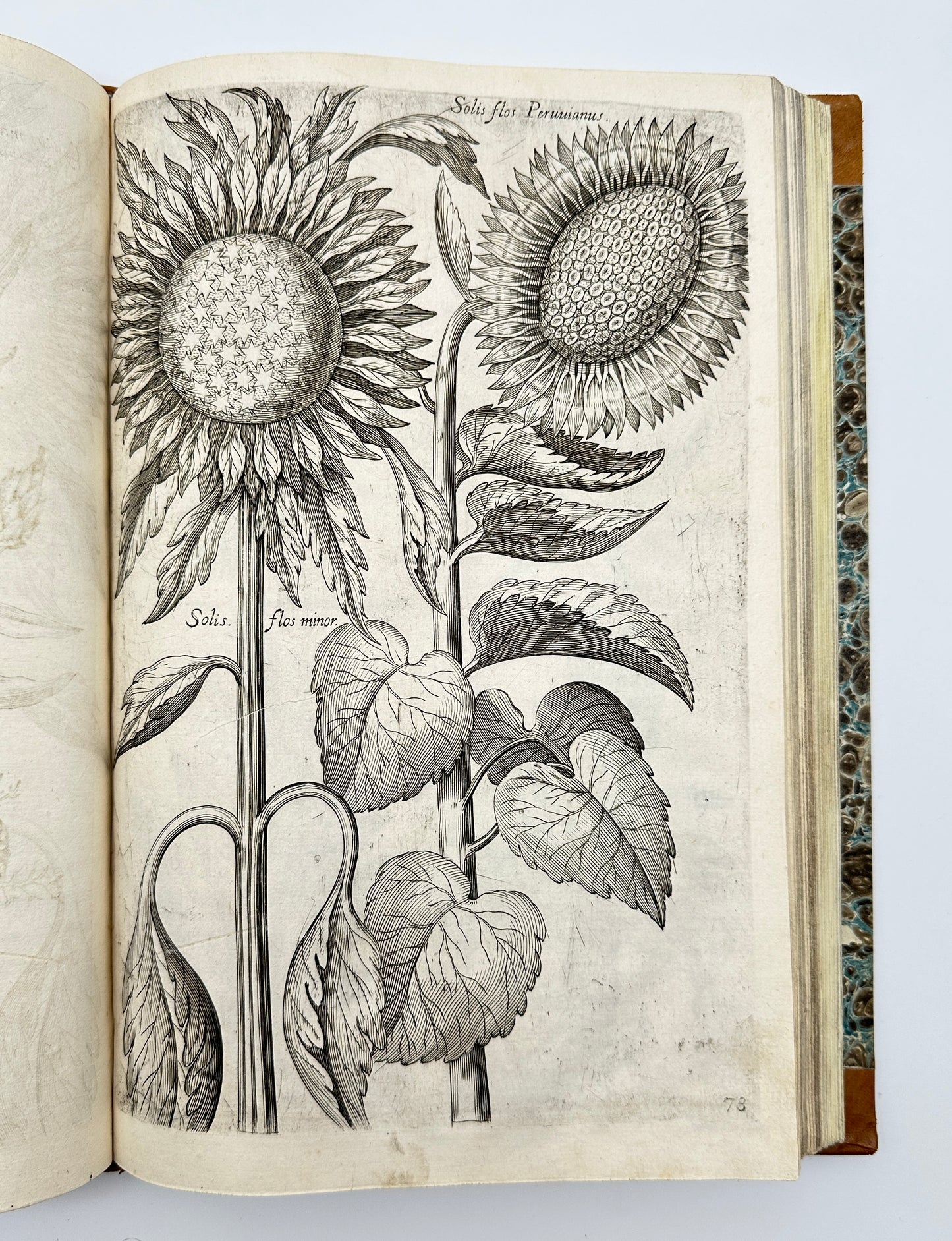 Johann Theodor de Bry and Matteus Merian - Florilegium renovatum et auctum: Das ist Vernewertes und vermehrtes Blumenbuch