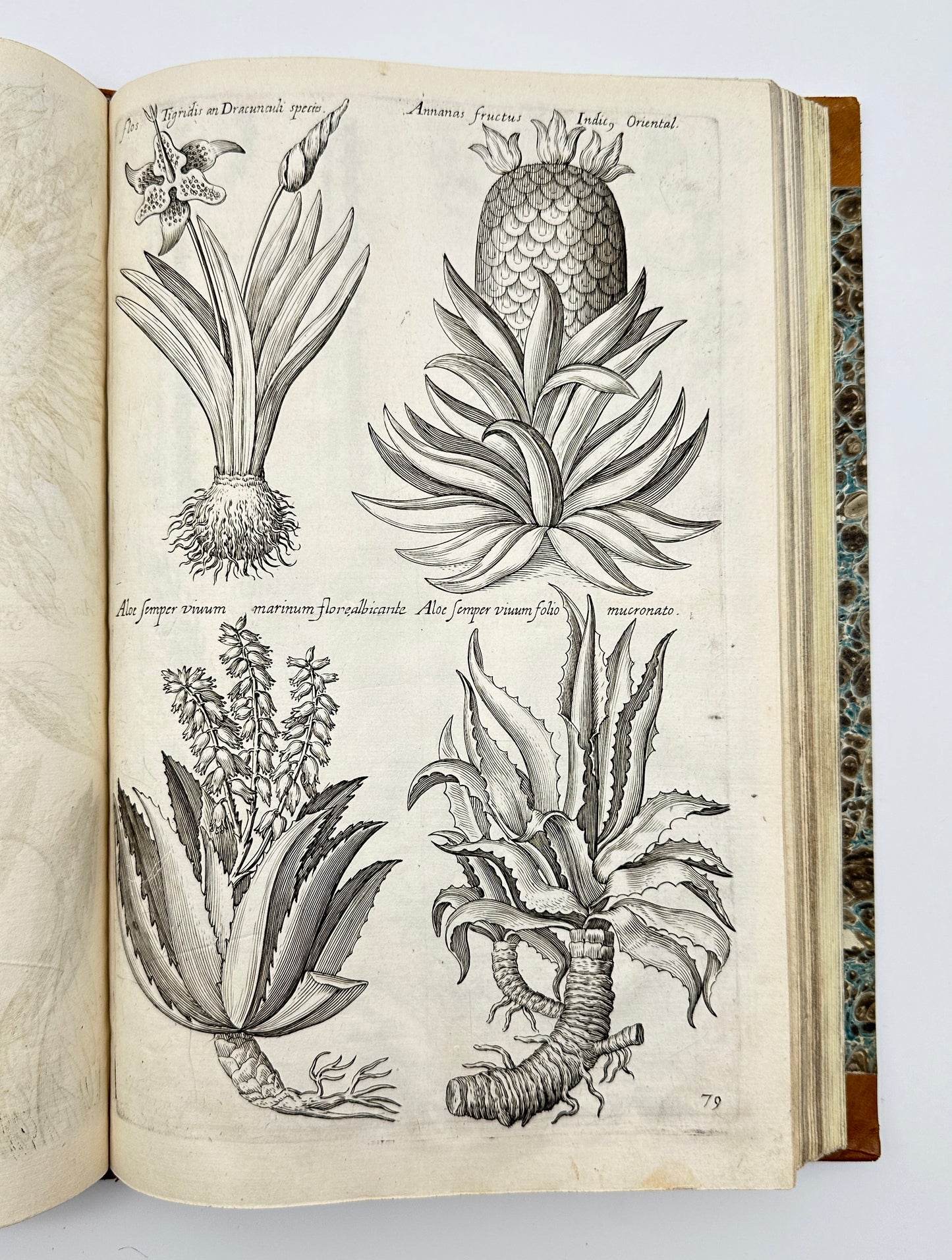 Johann Theodor de Bry and Matteus Merian - Florilegium renovatum et auctum: Das ist Vernewertes und vermehrtes Blumenbuch