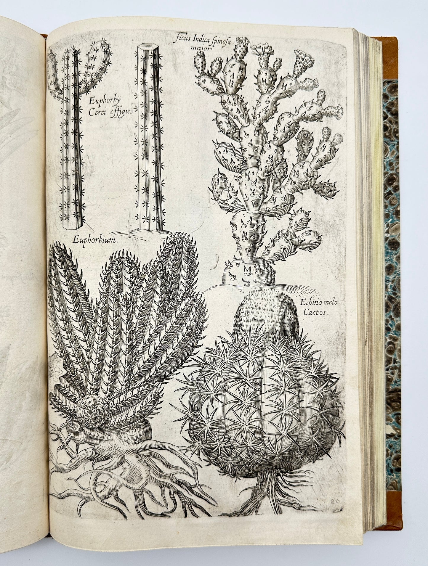 Johann Theodor de Bry and Matteus Merian - Florilegium renovatum et auctum: Das ist Vernewertes und vermehrtes Blumenbuch