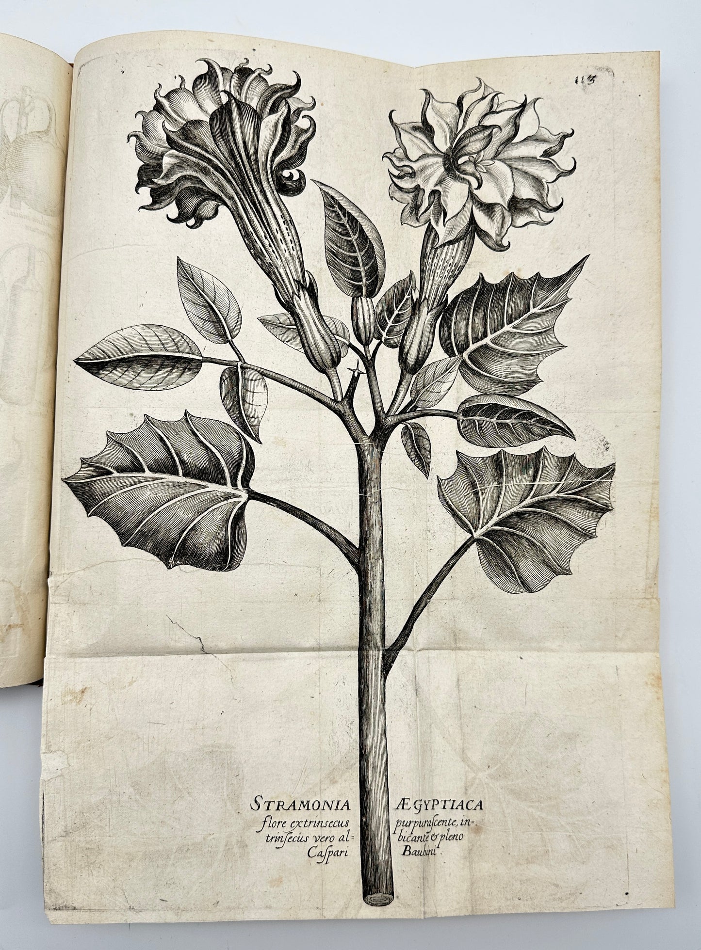 Johann Theodor de Bry and Matteus Merian - Florilegium renovatum et auctum: Das ist Vernewertes und vermehrtes Blumenbuch