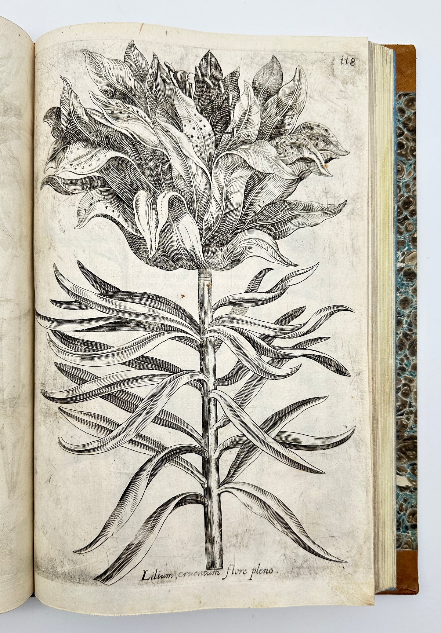 Johann Theodor de Bry and Matteus Merian - Florilegium renovatum et auctum: Das ist Vernewertes und vermehrtes Blumenbuch