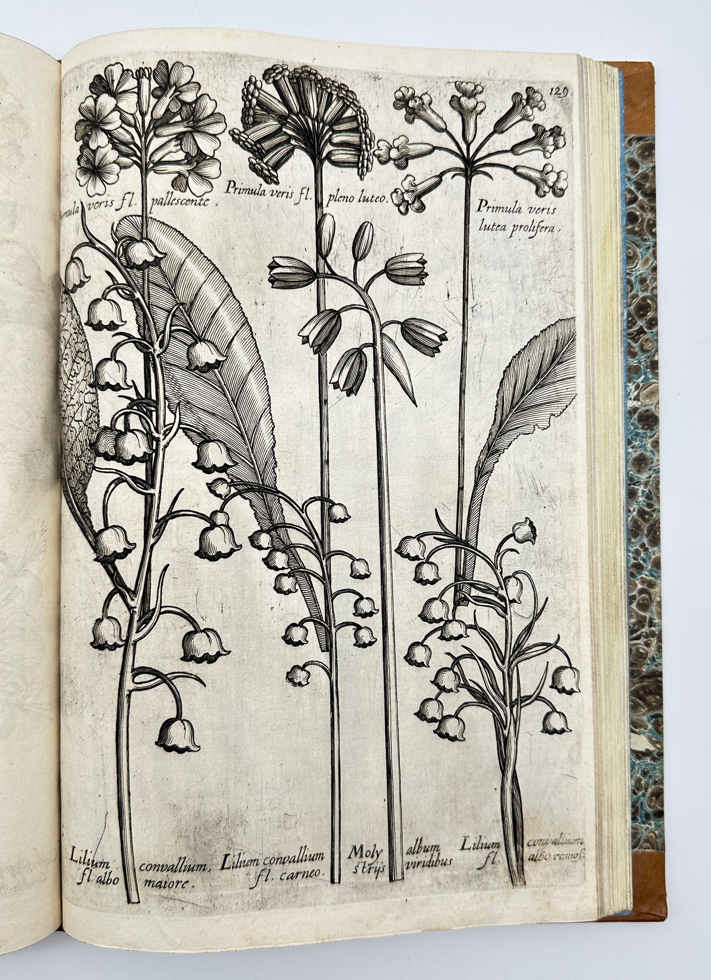 Johann Theodor de Bry and Matteus Merian - Florilegium renovatum et auctum: Das ist Vernewertes und vermehrtes Blumenbuch