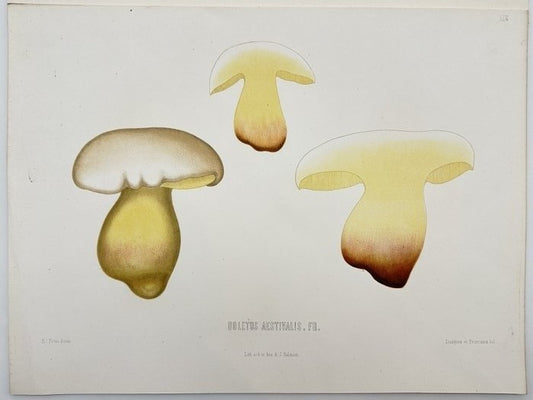 Old Lithography - Mushroom - Elias Fries - Boletus Aestivalis, Summer Cep - E2