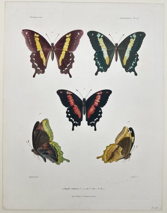 Antique Colour Lithograph - Butterfly from Madagascar - Entomology - Lebrun - E2