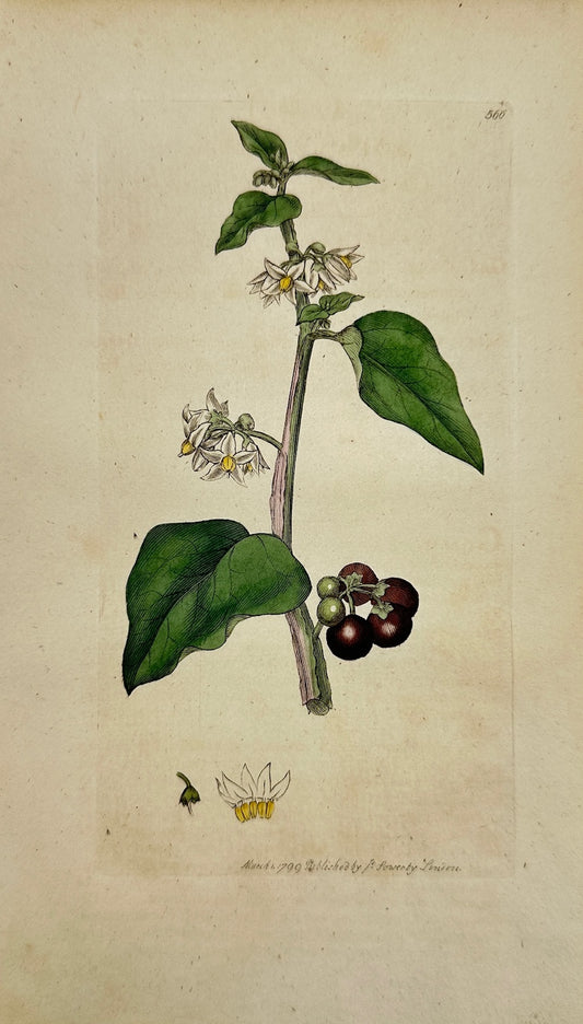 Antique Print - Sowerby - Solanum Nigrum - Common or Garden Nightshade - F1