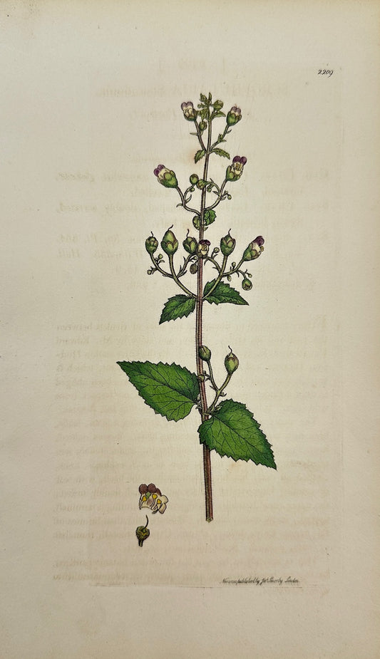 Antique Print - Sowerby - Scrophularia Scorodonia - Balm-leaved Figwort - F1