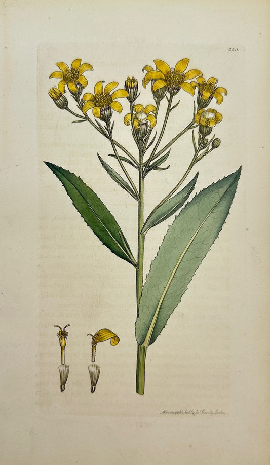 Antique Print - Sowerby - Senecio Saracenicus - Broad-leaved Groundsel - F1