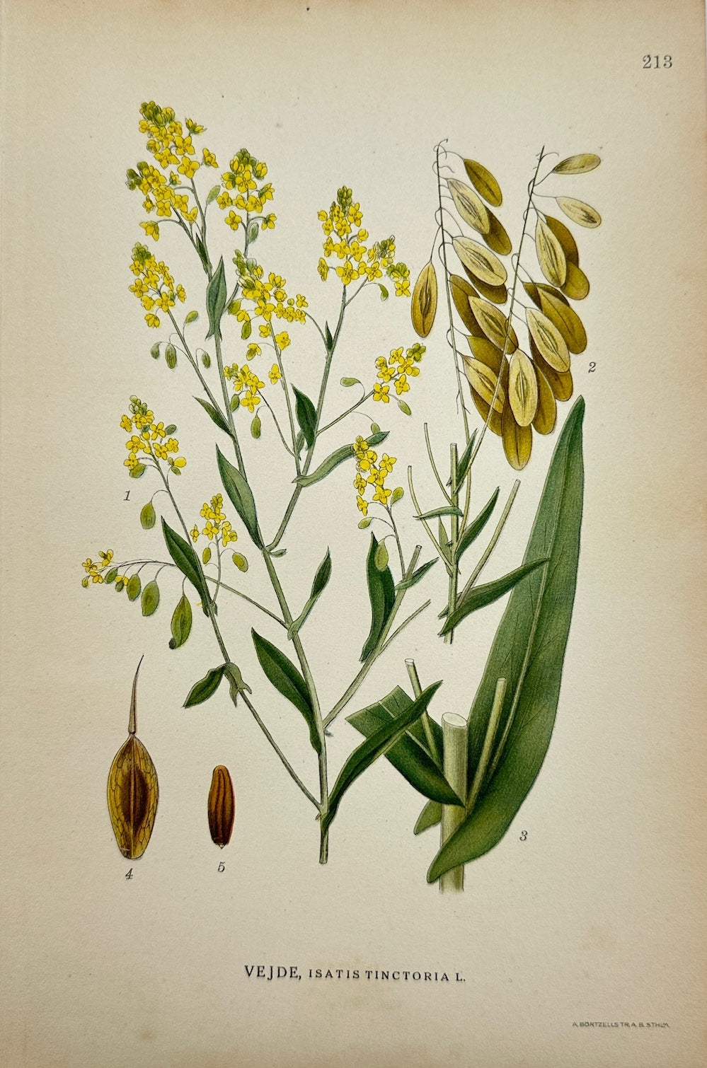 Antique Print - Lindman - Isatis Tinctoria - Woad - Bilder ur Nordens Flora - F4