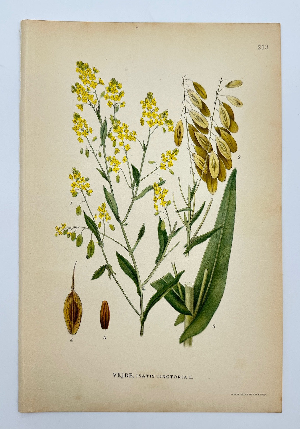 Antique Print - Lindman - Isatis Tinctoria - Woad - Bilder ur Nordens Flora - F4