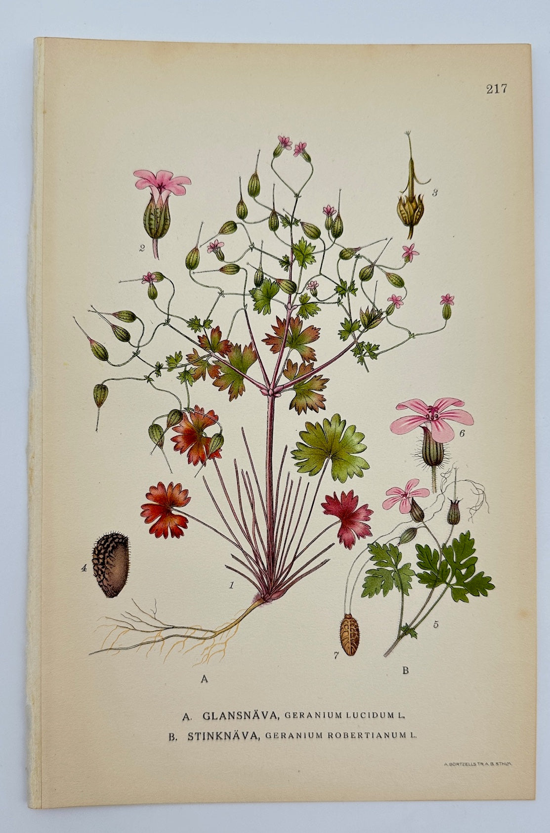 Antique Print - Carl Lindman - Shining Crane's-bill and Herb-Robert - F4