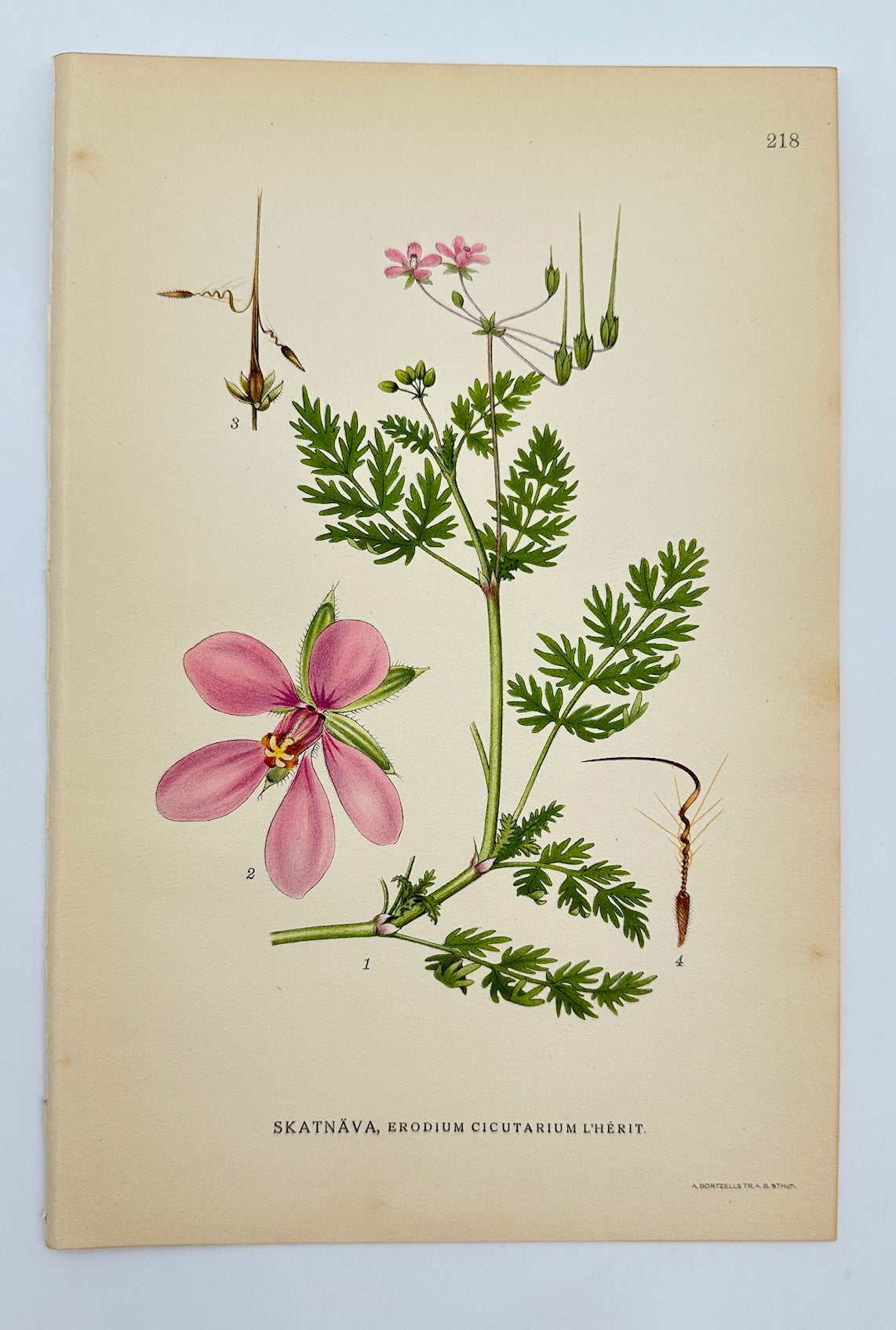 Antique Print - Carl Lindman - Redstem Filaree - Erodium cicutarium L'Herit - F4