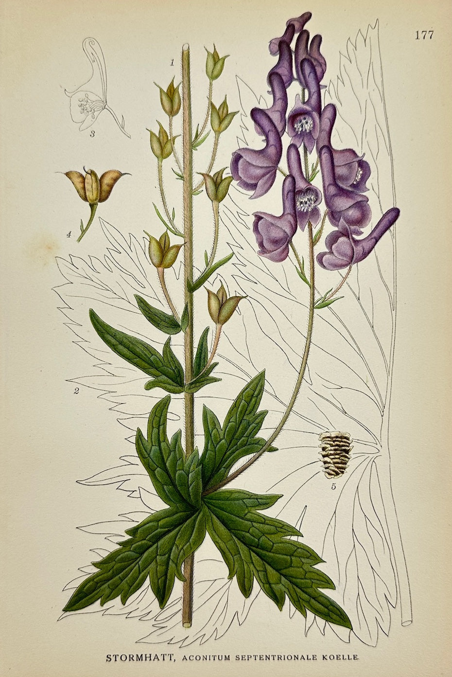 Antique Print - Northern Monkshood - Aconitum Septentrionale Koelle - F4