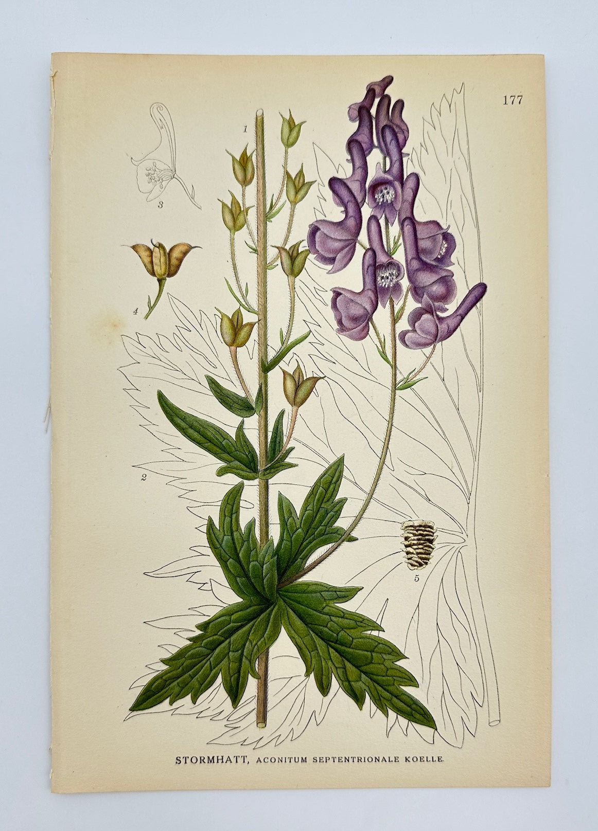 Antique Print - Northern Monkshood - Aconitum Septentrionale Koelle - F4